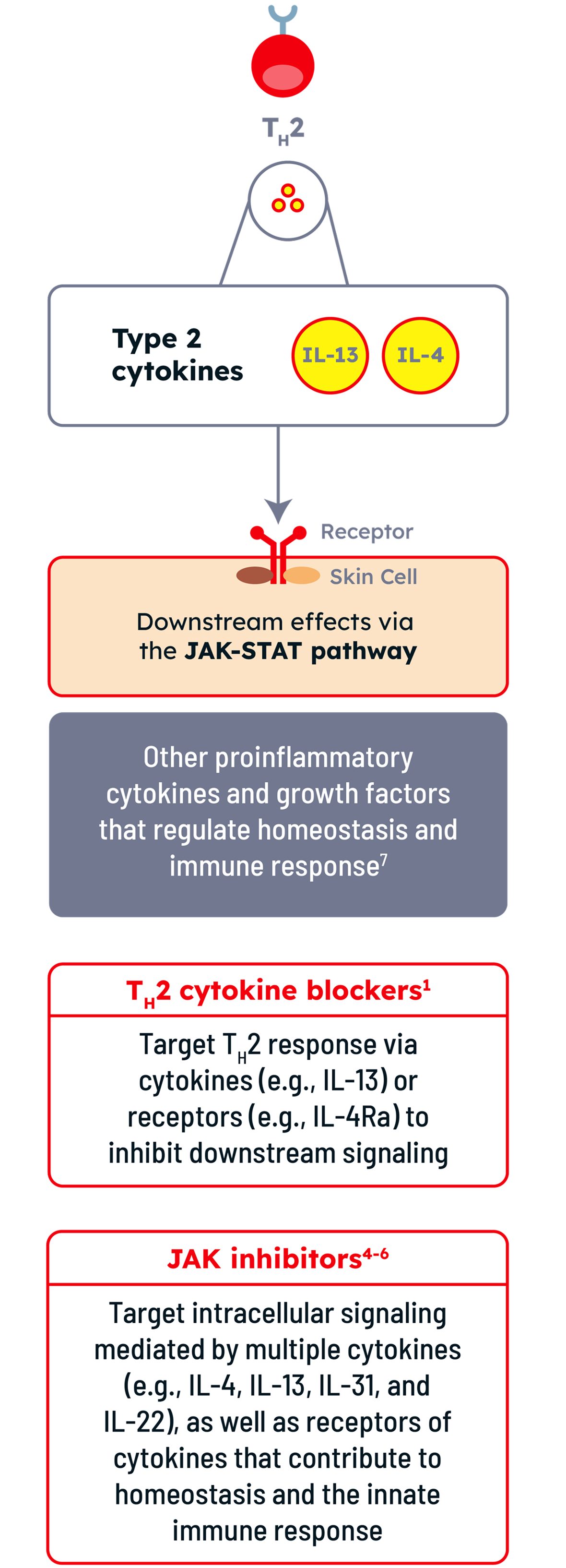 Current moderate-to-severe atopic dermatitis (AD) therapies focusing on blocking inflammation through downstream cytokines and signaling pathways