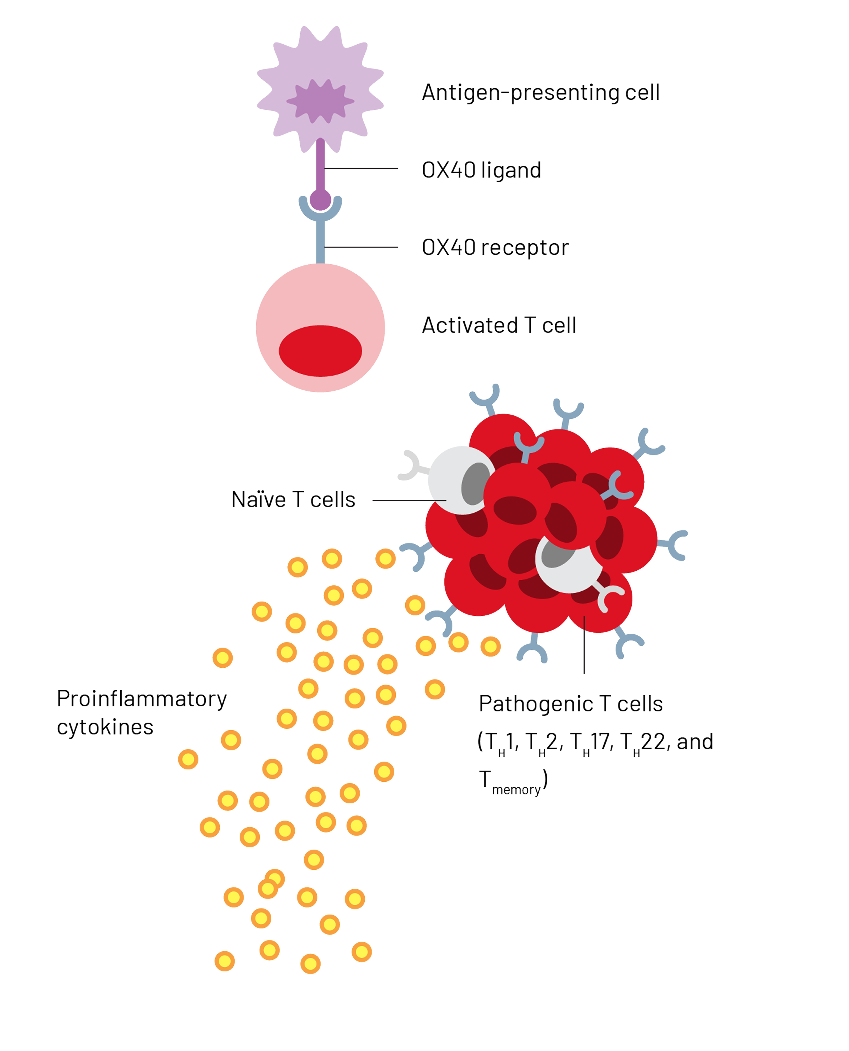 Antigen presenting cell, OX40 ligand, OX40 receptor, an activated T-cell, proinflammatory cytokines, naïve T cells, and pathogenic T cells (TH1, TH2, TH17, TH22, and Tmemory)